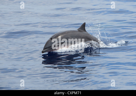 Lagenodelphis hosei, Fraser`s Dolphin, Sarawak Dolphin, Borneo-Delfin, wild, surfacing, Maldives Stock Photo